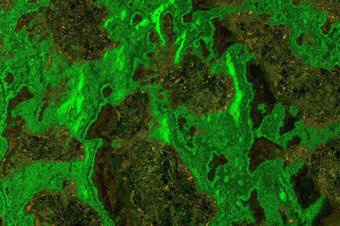 soyut yeşil doku arkaplanı, boşluk duvar kağıdını kopyala