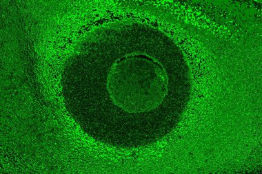 soyut yeşil doku arkaplanı, boşluk duvar kağıdını kopyala