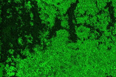 Soyut renk dokusu, grunge arkaplanı, boşluk duvar kağıdını kopyala