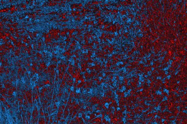 soyut mavi ve kırmızı doku, grunge arkaplan, boşluk duvar kağıdını kopyala