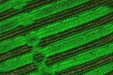 soyut yeşil doku arkaplanı, boşluk duvar kağıdını kopyala