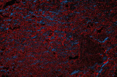 soyut mavi ve kırmızı doku, grunge arkaplan, boşluk duvar kağıdını kopyala