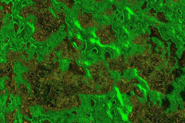 soyut yeşil doku arkaplanı, boşluk duvar kağıdını kopyala