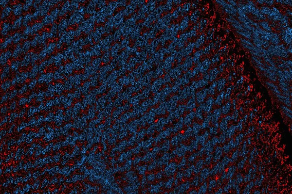 soyut mavi ve kırmızı doku, grunge arkaplan, boşluk duvar kağıdını kopyala