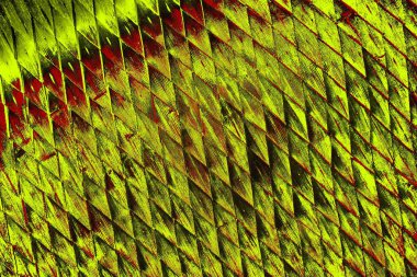  grunge arkaplanı, boşluk duvar kağıdını kopyala, soyut renkli doku arkaplanı