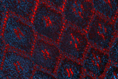 soyut doku, grunge arkaplan, boşluk duvar kağıdını kopyala     