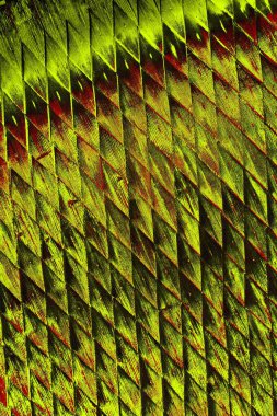  grunge arkaplanı, boşluk duvar kağıdını kopyala, soyut renkli doku arkaplanı