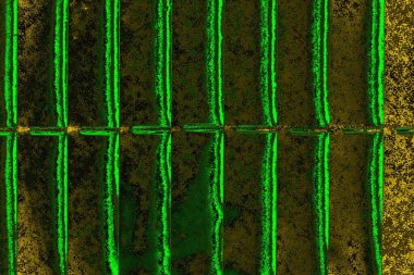 soyut yeşil doku arkaplanı, boşluk duvar kağıdını kopyala