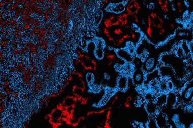 soyut mavi ve kırmızı doku, grunge arkaplan, boşluk duvar kağıdını kopyala