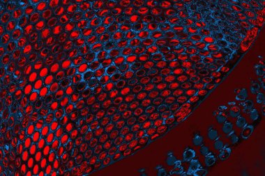 soyut mavi ve kırmızı doku, grunge arkaplan, boşluk duvar kağıdını kopyala