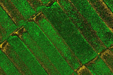 soyut yeşil doku arkaplanı, boşluk duvar kağıdını kopyala