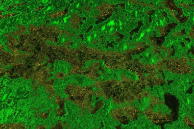 soyut yeşil doku arkaplanı, boşluk duvar kağıdını kopyala