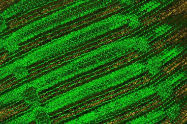 soyut yeşil doku arkaplanı, boşluk duvar kağıdını kopyala