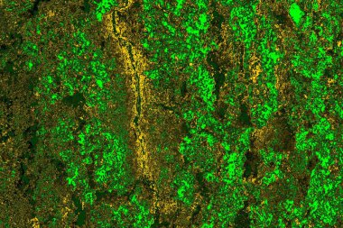 soyut yeşil doku arkaplanı, boşluk duvar kağıdını kopyala