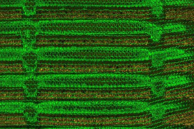 soyut yeşil doku arkaplanı, boşluk duvar kağıdını kopyala