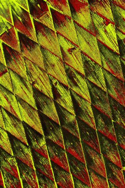  grunge arkaplanı, boşluk duvar kağıdını kopyala, soyut renkli doku arkaplanı