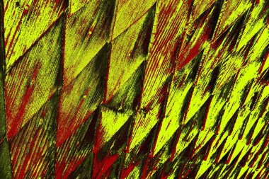  grunge arkaplanı, boşluk duvar kağıdını kopyala, soyut renkli doku arkaplanı