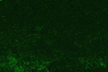 soyut yeşil arkaplan, boşluk duvar kağıdını kopyala