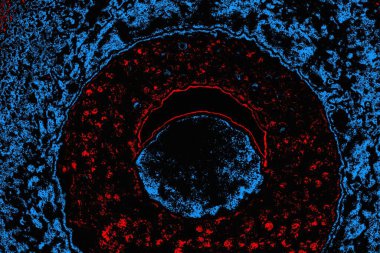 soyut mavi ve kırmızı doku, grunge arkaplan, boşluk duvar kağıdını kopyala