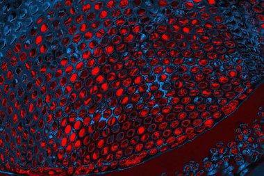 soyut mavi ve kırmızı doku, grunge arkaplan, boşluk duvar kağıdını kopyala