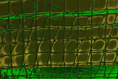 Soyut renk dokusu, grunge arkaplanı, boşluk duvar kağıdını kopyala
