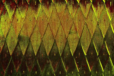  grunge arkaplanı, boşluk duvar kağıdını kopyala, soyut renkli doku arkaplanı