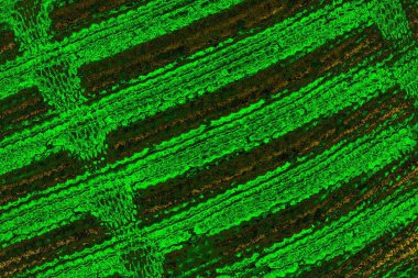 soyut yeşil doku arkaplanı, boşluk duvar kağıdını kopyala
