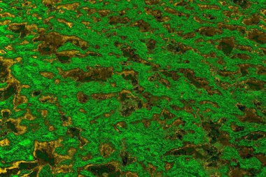 soyut yeşil doku arkaplanı, boşluk duvar kağıdını kopyala