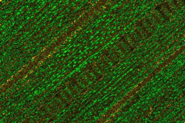 soyut yeşil doku arkaplanı, boşluk duvar kağıdını kopyala