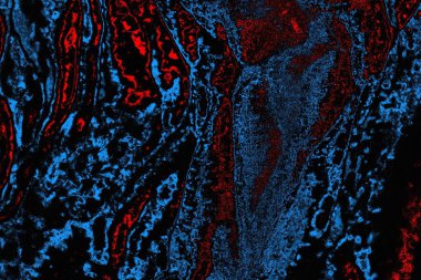 soyut mavi ve kırmızı doku, grunge arkaplan, boşluk duvar kağıdını kopyala