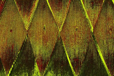  grunge arkaplanı, boşluk duvar kağıdını kopyala, soyut renkli doku arkaplanı