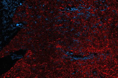 soyut mavi ve kırmızı doku, grunge arkaplan, boşluk duvar kağıdını kopyala