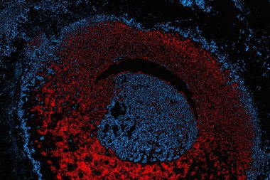 soyut mavi ve kırmızı doku, grunge arkaplan, boşluk duvar kağıdını kopyala