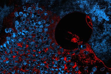 soyut mavi ve kırmızı doku, grunge arkaplan, boşluk duvar kağıdını kopyala