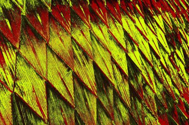  grunge arkaplanı, boşluk duvar kağıdını kopyala, soyut renkli doku arkaplanı