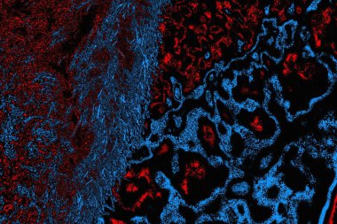 soyut mavi ve kırmızı doku, grunge arkaplan, boşluk duvar kağıdını kopyala