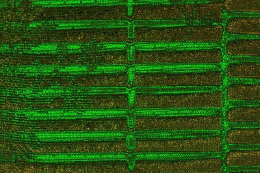 Soyut renk dokusu, grunge arkaplanı, boşluk duvar kağıdını kopyala