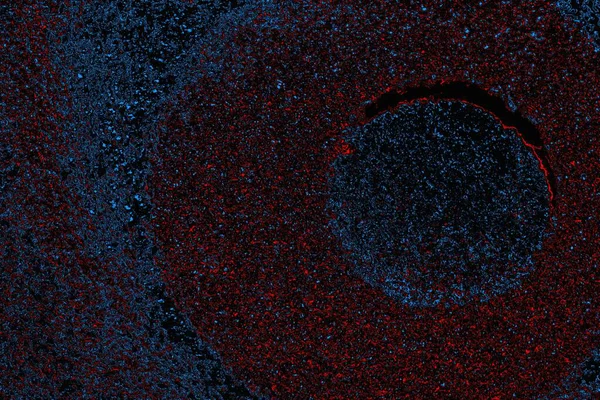 soyut mavi ve kırmızı doku, grunge arkaplan, boşluk duvar kağıdını kopyala