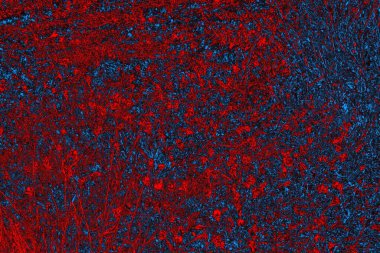 Soyut renk dokusu, grunge arkaplanı, boşluk duvar kağıdını kopyala