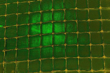 soyut yeşil doku arkaplanı, boşluk duvar kağıdını kopyala