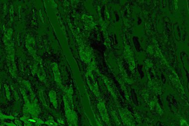 yeşil doku arkaplanı, boşluk duvar kağıdını kopyala