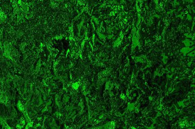 soyut yeşil doku arkaplanı, boşluk duvar kağıdını kopyala