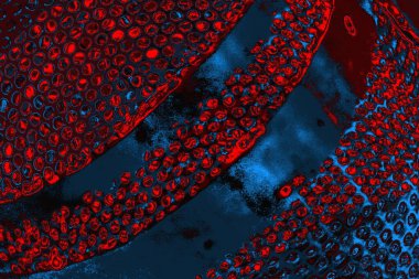 soyut mavi ve kırmızı doku, grunge arkaplan, boşluk duvar kağıdını kopyala