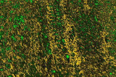 soyut yeşil doku arkaplanı, boşluk duvar kağıdını kopyala