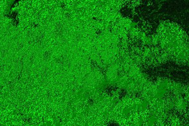 soyut yeşil doku arkaplanı, boşluk duvar kağıdını kopyala