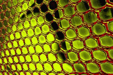  grunge arkaplanı, boşluk duvar kağıdını kopyala, soyut renkli doku arkaplanı