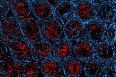 soyut mavi ve kırmızı doku, grunge arkaplan, boşluk duvar kağıdını kopyala