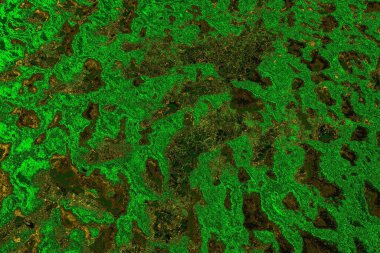 soyut yeşil doku arkaplanı, boşluk duvar kağıdını kopyala