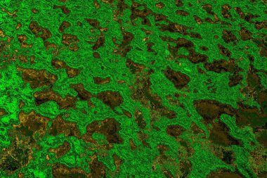 soyut yeşil doku arkaplanı, boşluk duvar kağıdını kopyala