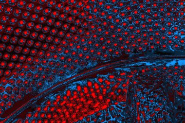 soyut mavi ve kırmızı doku, grunge arkaplan, boşluk duvar kağıdını kopyala